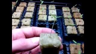 Tomato Seed Germination In Rockwool [upl. by Eleazar]