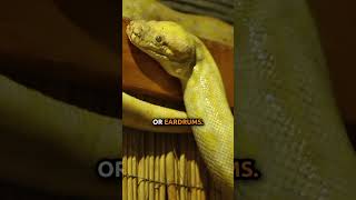 The DIFFERENCES Between Legless Lizards and Snakes [upl. by Yborian527]