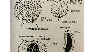 TYPES OF EGGS MICROLECITHAL OR ALECITHAL MESOLECITHAL POLYLECITHAL OR MACROLECITHAL [upl. by Carlick]