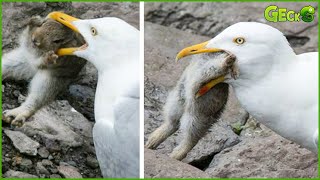 30 Brutal Moments Of Birds Fighting Their Prey  Animal Fight [upl. by Yatnahs628]