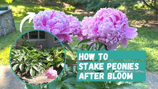 How to Stake Peonies AFTER bloom  Peony Flower  Peonies  Peony Flower Tutorial [upl. by Ambert]