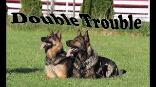 Obedience Trained Adult German Shepherd  Double Action [upl. by Odnanreh]