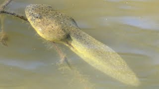 Tadpoles swimming in water [upl. by Htenek]