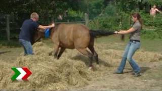 Pony Dimitri mit Baggern aus Schacht in Voerde befreit [upl. by Accebber]