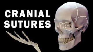 CRANIAL SUTURES ANATOMY [upl. by Siugram]