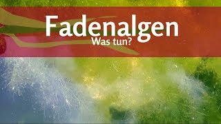 Was kann ich gegen Fadenalgen im Teich tun [upl. by Sandell]