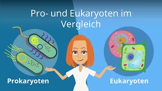 Prokaryoten und Eukaryoten im Vergleich  Studyflix [upl. by Sanger]