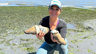 Digging for Geoduck in Pacific Northwest [upl. by Airehs]