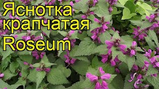 Яснотка крапчатая Розеум Краткий обзор описание характеристик lamium maculatum Roseum [upl. by Eevets445]