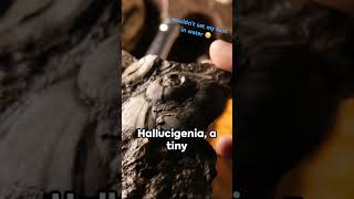 Most bizarre extinct animals hallucigenia [upl. by Anyala]