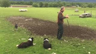 Scottish Sheepdogs in Action  Full Demonstration [upl. by Ia]