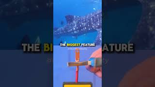 How Much Does A Whale Weigh  Neil deGrasse Tyson [upl. by Alisan]