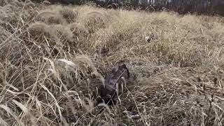 Pheasant Hunting wStephy amp Patty2425 seasonDay 2 [upl. by Tnahsin]