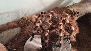 Acanthoscurria geniculata eating first time in months [upl. by Ltsyrk]