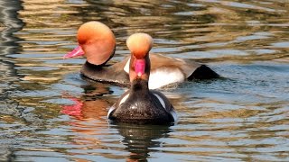 Redcrested Pochard  Kolbenente  Netta rufina swimming and fighting [upl. by Amanda]