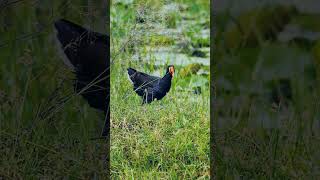 Moorhen bird ❤❤ song music love wildlifephotography shorts short viewfindersnap birds [upl. by Einaoj438]