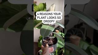 Reasons your plant looks droopy plants indoorplants houseplants gardening shorts short [upl. by Anelej133]