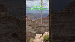 The Skywalk at Eagel Point grandcanyon shortvideo shorts [upl. by Robinette]