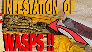 WASP Nest INFESTATION MASSIVE Yellow Jackets Nest Wasp Nest Removal [upl. by Darice]