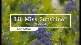 30 Seconds with Lil Miss Sunshine™ Bluebeard [upl. by Soren]