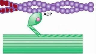 Myosin is Thick Actin is Thin [upl. by Sawtelle]