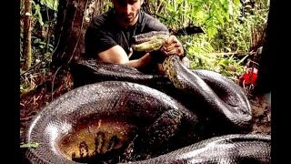 Paul Rosolie Eaten Alive By An Anaconda Snake [upl. by Sualokin]