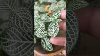 Fittonia Plant Care 101 Tips for Growing Healthy and Vibrant Fittonia Plants [upl. by Aima984]