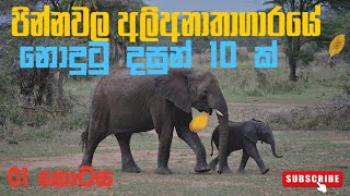 Pinnawala Elephant Orphange must visit place in Srilankaපින්නවල අලිගාල Baby Elephants in Sri Lanka [upl. by Oicirtap]