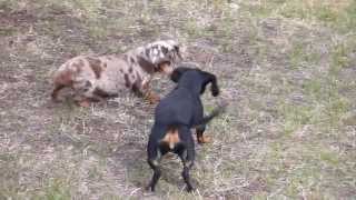 Weiner dogs vs snake [upl. by Aniram263]