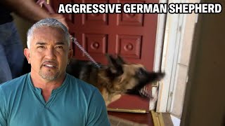 How To Know If A Dog Is Protective Insecure Or Aggressive  Cesar 911 Season 2 Ep 2  Part 1 [upl. by Morel]