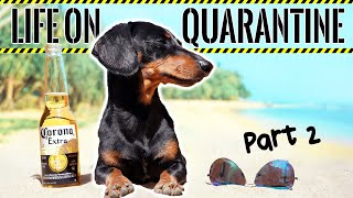 Ep2 Life on QUARANTINE  PART 2 Funny Dogs Staying Home [upl. by Leslie]