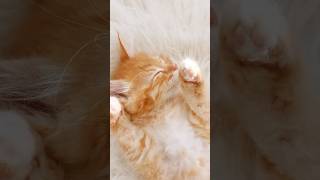 The Power of the Purr Why Cats Purr and What It Means Cats Purring PetScience cat pets [upl. by Araminta]