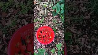 quotFirst Ripe Nanking Cherry Gardening FruitHarvest NankingCherry Strawberries GrowMoreIn24 [upl. by Nnahgem21]