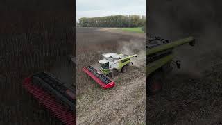 CLAAS LEXION 8800TT mit ein GERINGHOFF SunLite Sonnenblumenschneidwerk am Sonnenblumen dreschen [upl. by Cired432]