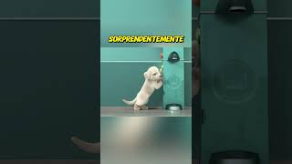 quotEl Pequeño Perro que Demostró Ser un Gran Héroequot youtubeshorts [upl. by Lupita]