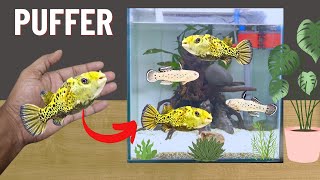 I Got a Pet Puffer Fish literally  Feeding real monster fish [upl. by Warring]