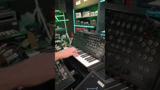 Lelelee 😆 Korg MS20 mini 🤠 korg korgsynth skymusiccenter [upl. by Ahtnicaj]