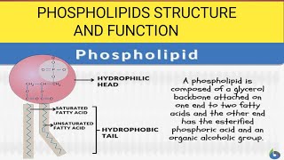 Phospholipids Phospholipids biochemistry [upl. by Ludvig406]