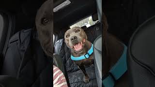 Excited Staffy Noises 😂 bluestaffy dog englishstaffy [upl. by Lohcin]