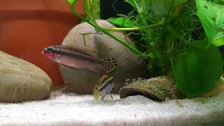 Pelvicachromis taeniatus quotNigeria Redquot with fry [upl. by Aidile862]