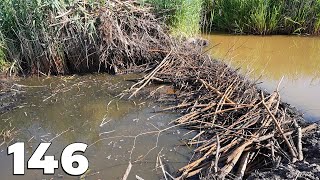 The Hottest Day Of The Season  Manual Beaver Dam Removal No146 [upl. by Eecram]