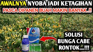 🔴 SOLUSI BUNGA CABE RONTOK DENGAN PUPUK PEMBUAHAN NPK 071240 Mgo infopertaniancabe [upl. by Akialam]