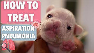 Aspiration Pneumonia Treatment for Frenchie Puppy [upl. by Fonda]