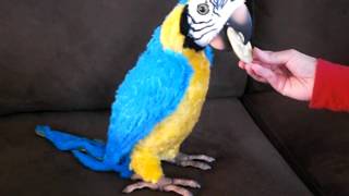 FurReal Parrot How To Play without Remote [upl. by Oderfodog]