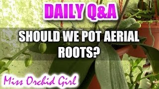 QampA  Should we bury aerial roots of Phalaenopsis Orchids [upl. by Akselav706]