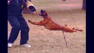 Schutzhund Boxer Police K9 Working Boxer DogDeutscher Boxer [upl. by Demahom]