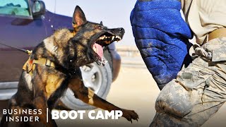 How Military Dogs Are Trained  Boot Camp  Business Insider [upl. by Andie]