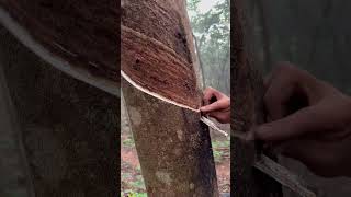 Rubber tree plant🌳 rubberfarming satisfying rubberwood bamboo rubber woodprocessing nature [upl. by Lahey]