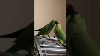 Indian parrot mating dance Cute parrots feeding each other [upl. by Ennaylime861]