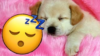 💤🐶 MÚSICA para DORMIR  RELAJAR a PERROS en 5 MINUTOS  SIN ANUNCIOS Y FUNCIONA ✅ 💤 [upl. by Teerprug]